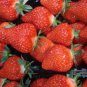 Heirloom 'Purple Wonder' Big Strawberry 200 Seeds
