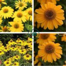 'Qiji' Orange Echinacea Purpurea Coneflower with Green Eye 200 Seeds