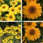 'Qiji' Orange Echinacea Purpurea Coneflower with Green Eye 200 Seeds