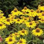 'Qiji' Orange Echinacea Purpurea Coneflower with Green Eye 200 Seeds