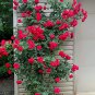 Rare Bright Red Climbing Rose Flowers 100 Seeds