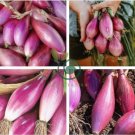 Heirloom Long Red Florence Onion Vegetables 100 Seeds