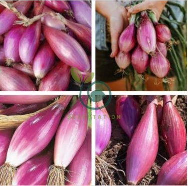 Heirloom Long Red Florence Onion Vegetables 100 Seeds