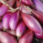 Heirloom Long Red Florence Onion Vegetables 100 Seeds