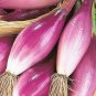 Heirloom Long Red Florence Onion Vegetables 100 Seeds