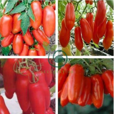 Red Bananas Tomatoes 200 Seeds