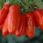 Red Bananas Tomatoes 200 Seeds