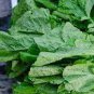 Green Potherb Mustard Organic Chinese Sauerkraut Vegetable 100 Seeds