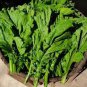 Green Potherb Mustard Organic Chinese Sauerkraut Vegetable 100 Seeds
