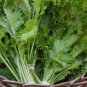 Green Potherb Mustard Organic Chinese Sauerkraut Vegetable 100 Seeds