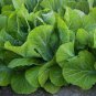 Green Potherb Mustard Organic Chinese Sauerkraut Vegetable 100 Seeds