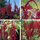 Amaranthus Red Flower Red Leaves Annual Plant 200 Seeds