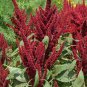 Amaranthus Red Flower Red Leaves Annual Plant 200 Seeds