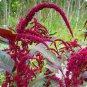 Amaranthus Red Flower Red Leaves Annual Plant 200 Seeds