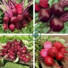Beta Vulgaris Beets Green Chinese Vegetable 10 Seeds