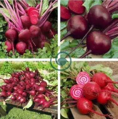 Beta Vulgaris Beets Green Chinese Vegetable 10 Seeds