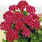 Geranium Purely Pink Double Petals Dense Ball-shaped 20 seeds