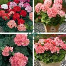 Geranium Purely Orange Double Petals Perennial Bonsai Flowers 20 Seeds