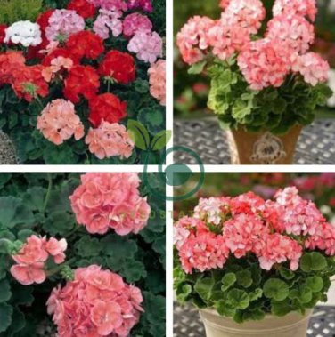 Geranium Purely Orange Double Petals Perennial Bonsai Flowers 20 Seeds