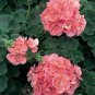 Geranium Purely Orange Double Petals Perennial Bonsai Flowers 20 Seeds