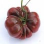 Purple Calabash Tomato 200 Seeds