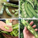 Green White Giant Broad Bean 200 Seeds