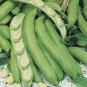Green White Giant Broad Bean 200 Seeds