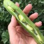 Green White Giant Broad Bean 200 Seeds