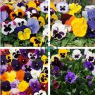 Mix Giant Pansy Seeds VIOLA WITTROCKIANA Long Blooming Flowers 100 Seeds