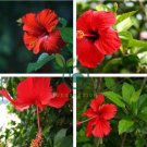 Red Hibiscus rosa sinensis 200 Seeds