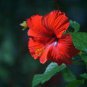 Red Hibiscus rosa sinensis 200 Seeds