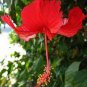 Red Hibiscus rosa sinensis 200 Seeds