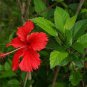 Red Hibiscus rosa sinensis 200 Seeds