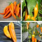Chilli Bulgarian Carrot Hot Pepper 40 Seeds