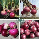 Onion Red Burgundy Organic Vegetable 2000 Seeds
