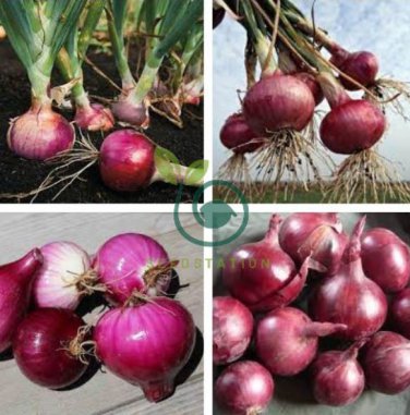 Onion Red Burgundy Organic Vegetable 2000 Seeds