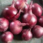Onion Red Burgundy Organic Vegetable 2000 Seeds