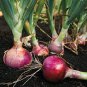 Onion Red Burgundy Organic Vegetable 2000 Seeds