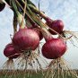Onion Red Burgundy Organic Vegetable 2000 Seeds