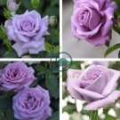 Johnny Light Purple Rose Flower Garden 100 Seeds