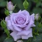 Johnny Light Purple Rose Flower Garden 100 Seeds