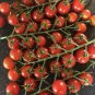 'Piccolo Cherry' Tomato 200 Seeds