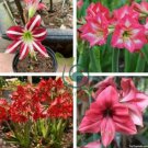 Rose Red Pink Bi-color Amaryllis 200 Seeds