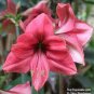Rose Red Pink Bi-color Amaryllis 200 Seeds