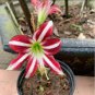 Rose Red Pink Bi-color Amaryllis 200 Seeds
