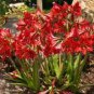 Rose Red Pink Bi-color Amaryllis 200 Seeds