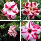 Adenium Red White Plicated Flower 4 Seeds