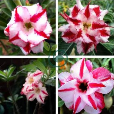 Adenium Red White Plicated Flower 4 Seeds