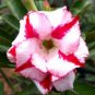 Adenium Red White Plicated Flower 4 Seeds