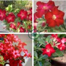 Bright Red Adenium Desert Rose Flower 4 Seeds